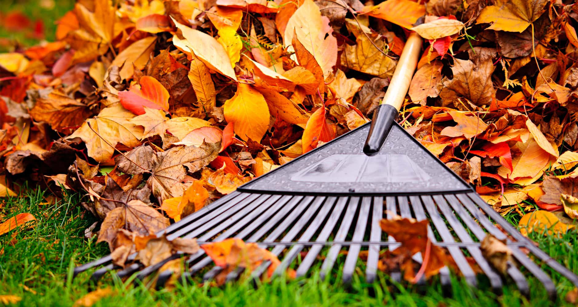 Leaf Pick Up and Collection for Concord Township